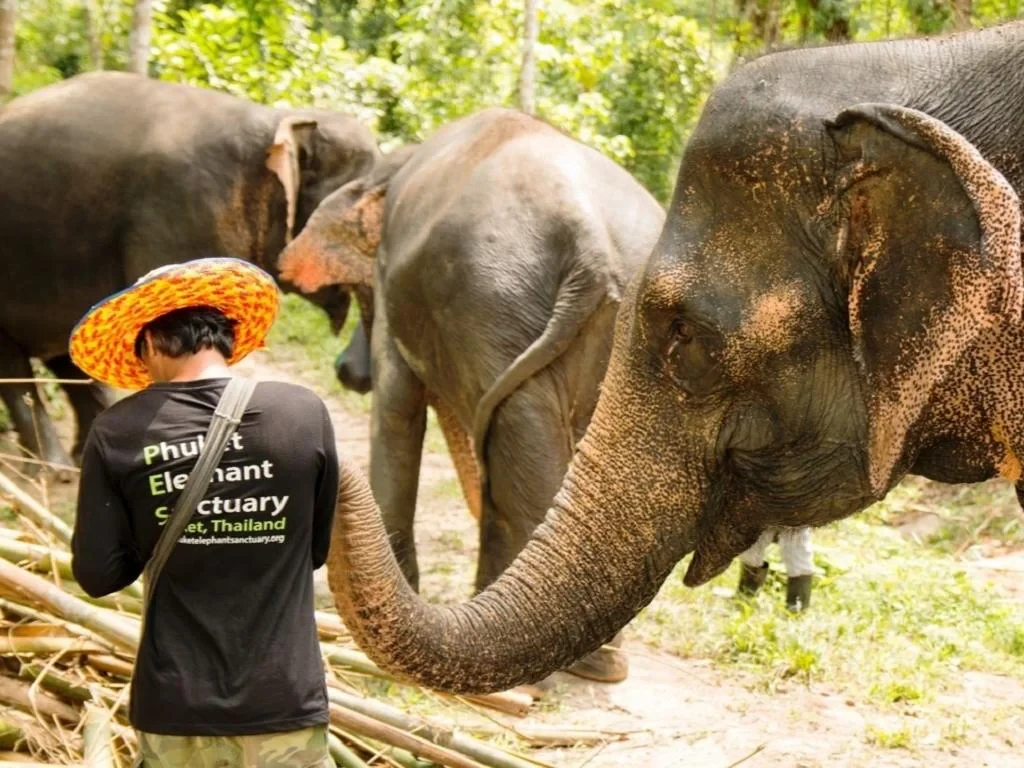 Phuket Elephant Sanctuary, Wat Chalong and Nai Harn Beach – Private Full-Day Tour