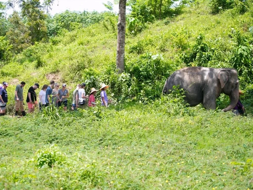 Phuket Elephant Sanctuary, Wat Chalong and Nai Harn Beach – Private Full-Day Tour - Photo 2
