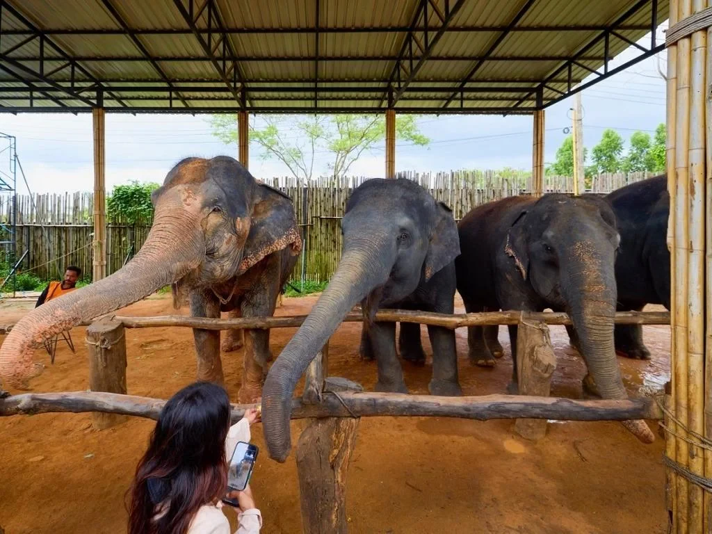 Phuket Elephant Sanctuary, Wat Chalong and Nai Harn Beach – Private Full-Day Tour - Photo 5