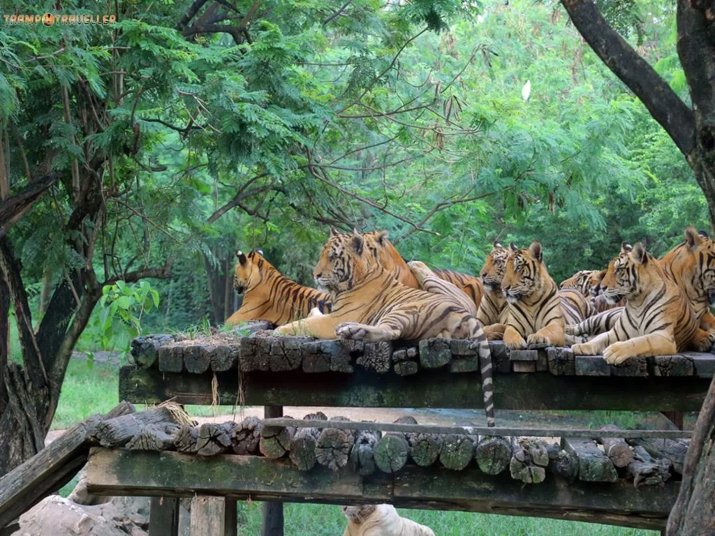 Safari World Bangkok with Marine Park and International Lunch - Full-Day Tour with Hotel transfer - Photo 4