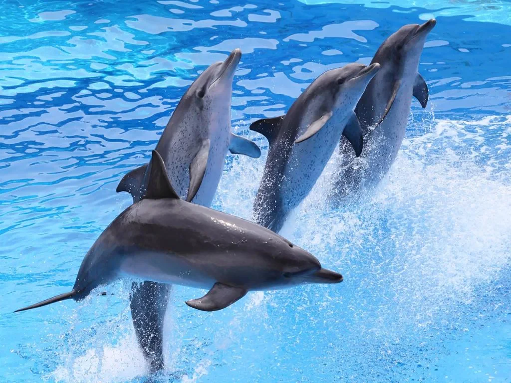 Safari World Bangkok with Marine Park and International Lunch - Full-Day Tour with Hotel transfer - Photo 5