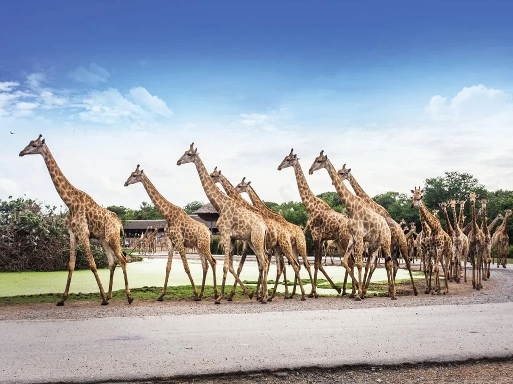 Safari World Bangkok with Marine Park and International Lunch - Full-Day Tour with Hotel transfer - Photo 6