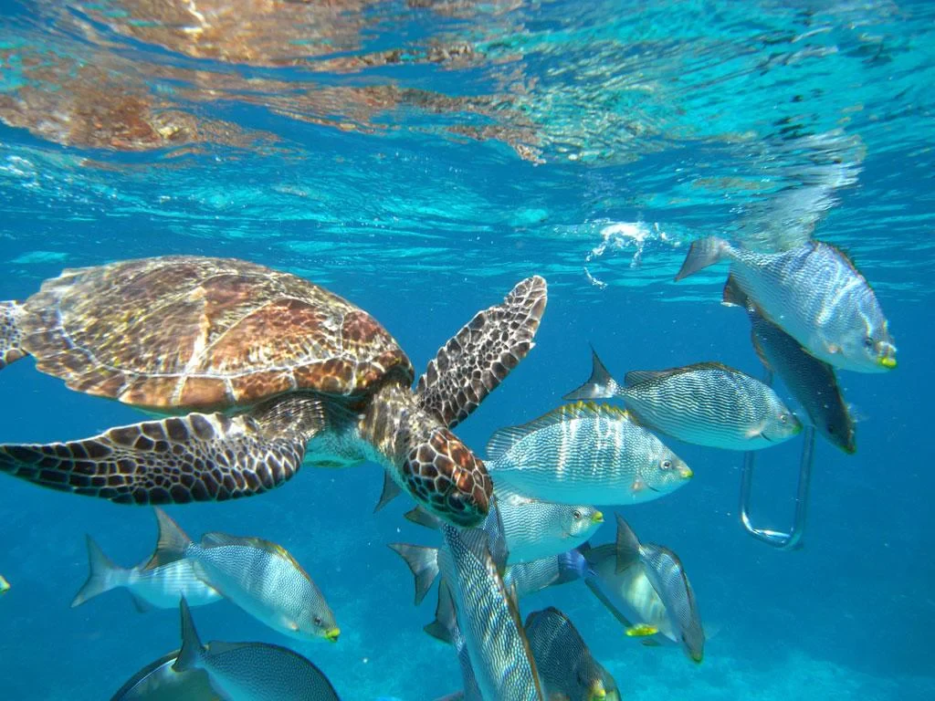 Similan Island Tour - Photo 7