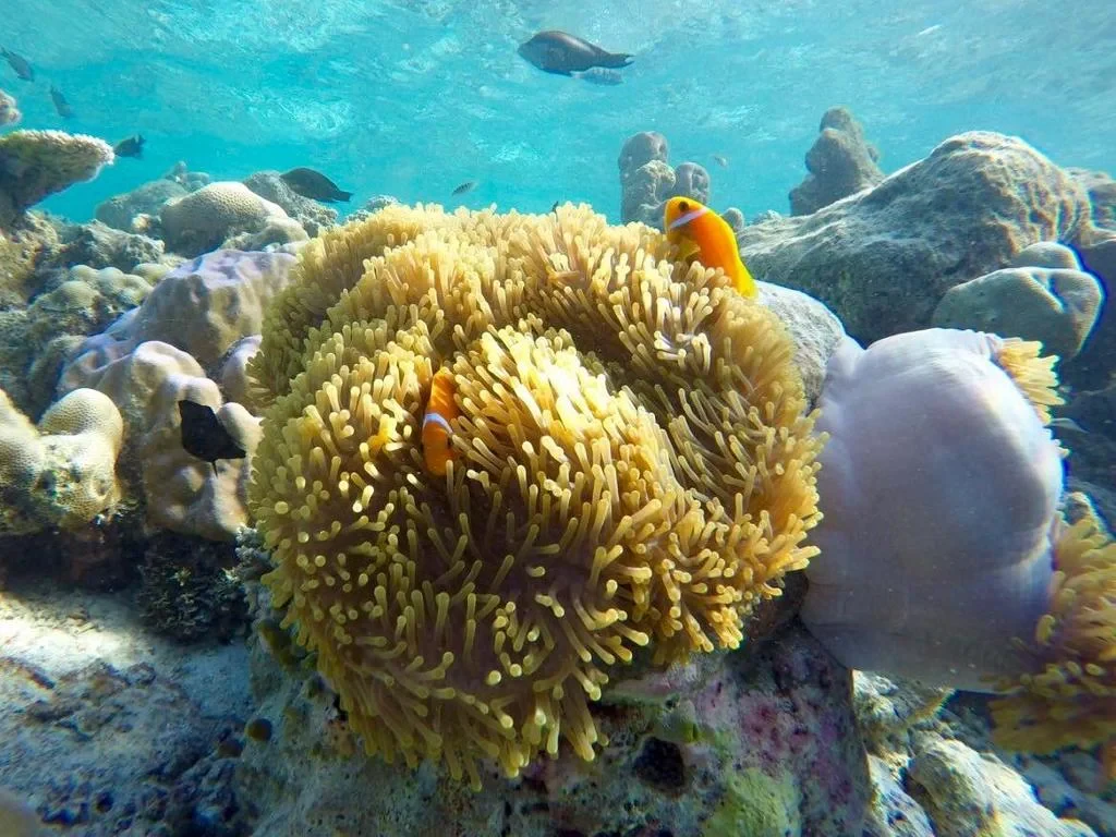 Similan Islands Phuket