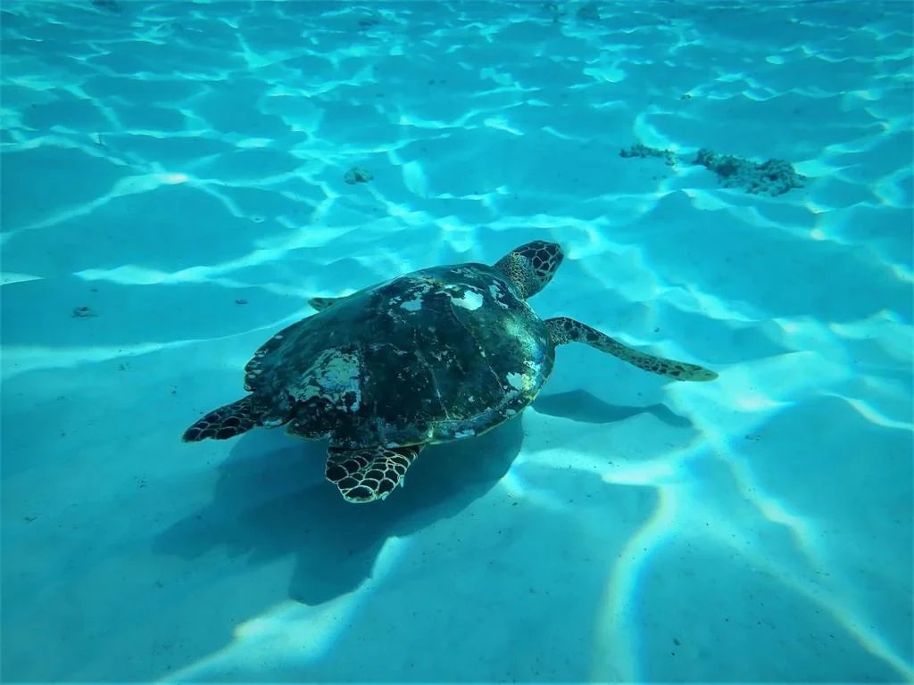 Similan Islands Phuket - Photo 2