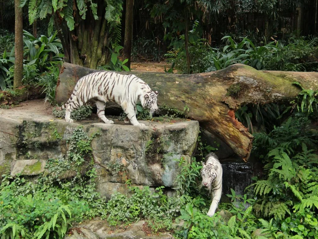 Singapore Zoo with Tram Ride - Photo 2