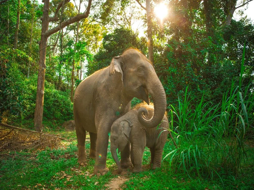 Visit Green Elephant Sanctuary Park - Photo 2