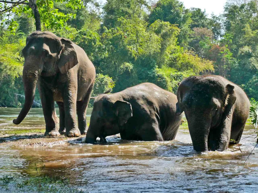 Visit Green Elephant Sanctuary Park - Photo 6