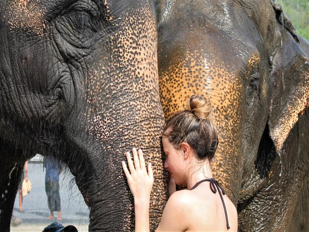 Visit Green Elephant Sanctuary Park - Photo 9