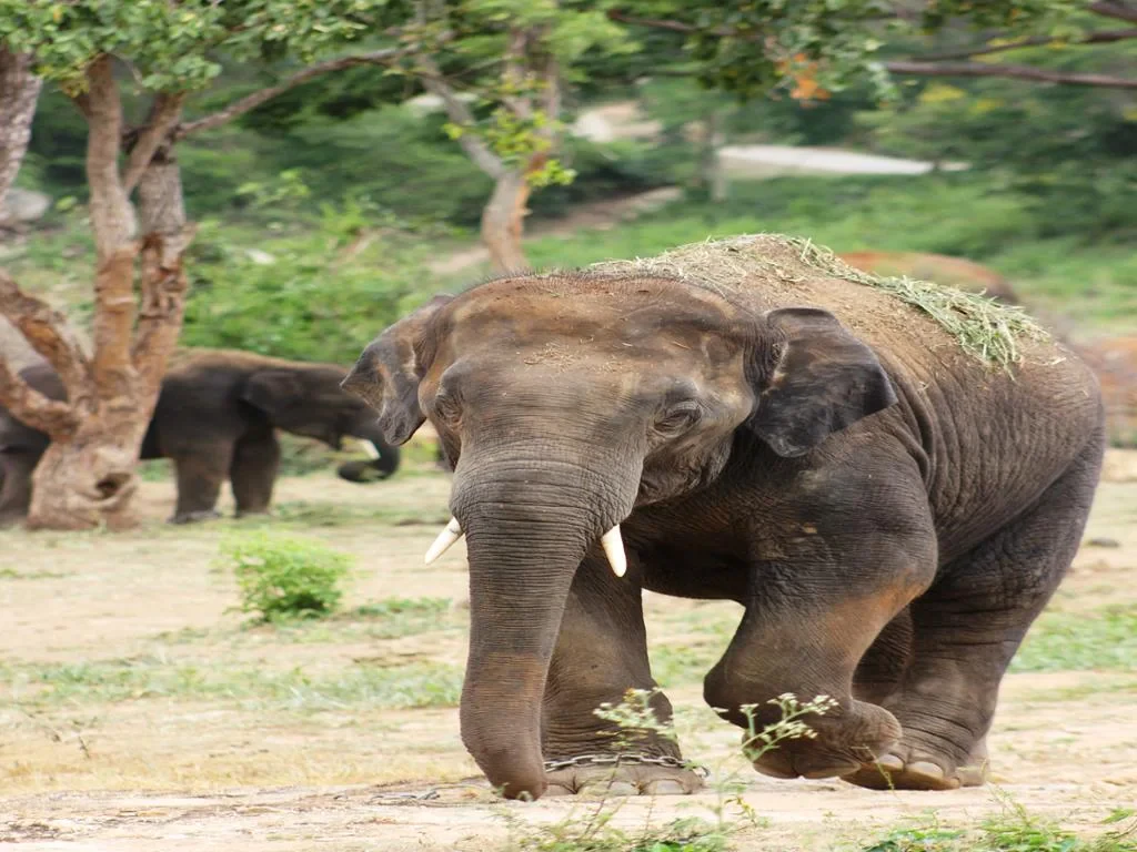 Visit Pattaya Elephant Sanctuary - Half-Day Tour