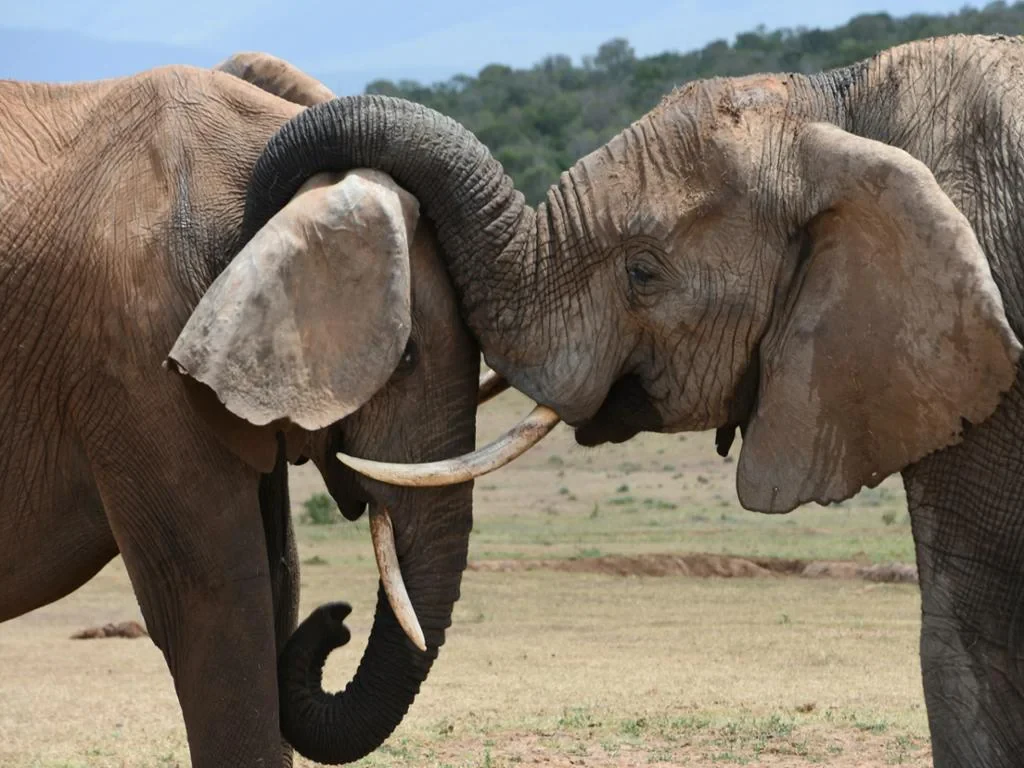 Visit Pattaya Elephant Sanctuary - Half-Day Tour - Photo 2