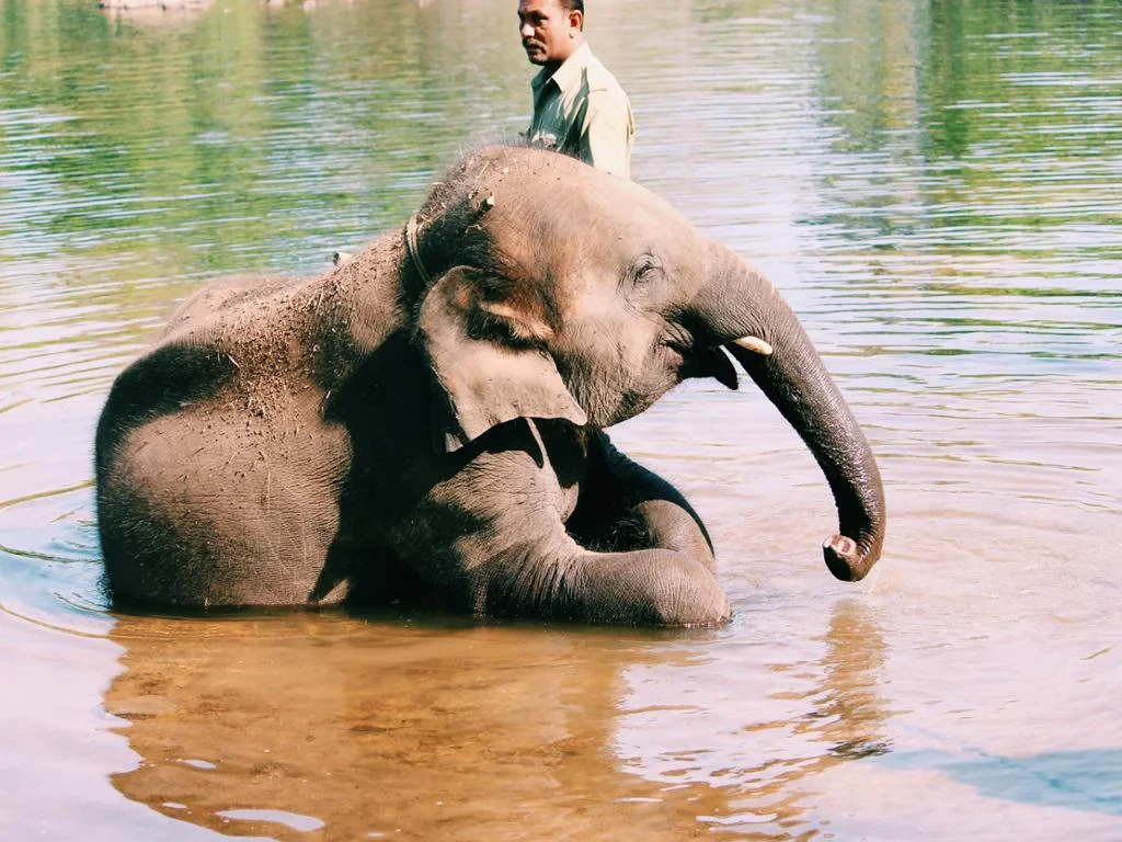 Visit Pattaya Elephant Sanctuary - Half-Day Tour - Photo 3