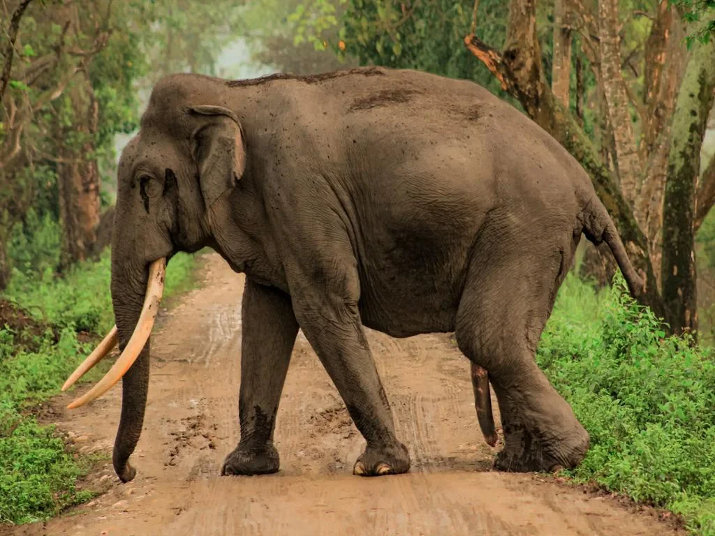 Visit Pattaya Elephant Sanctuary - Half-Day Tour - Photo 4