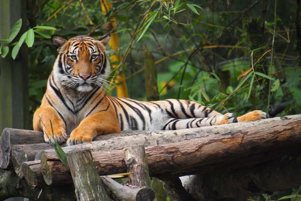 Malayan tiger resting on a wooden log platform at Zoo Negara Malaysia