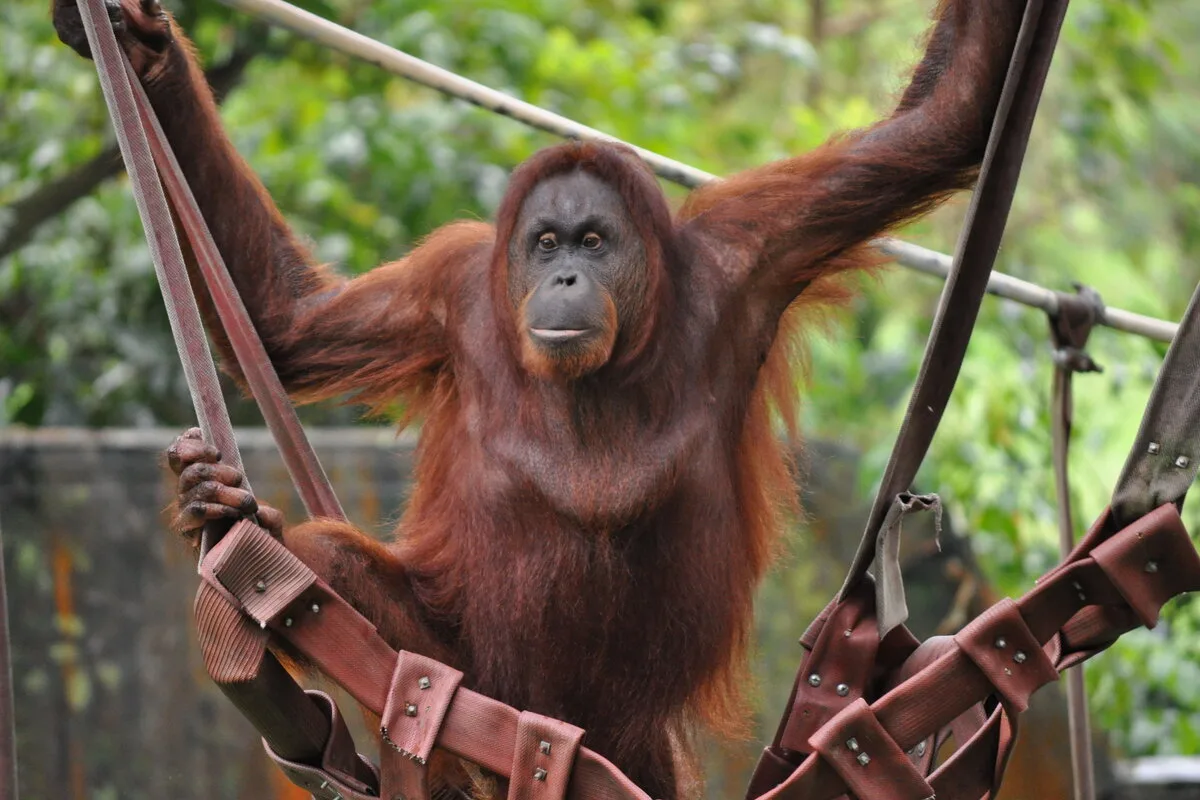 Bornean orangutan hanging from ropes and a hammock at Zoo Negara, Kuala Lumpur