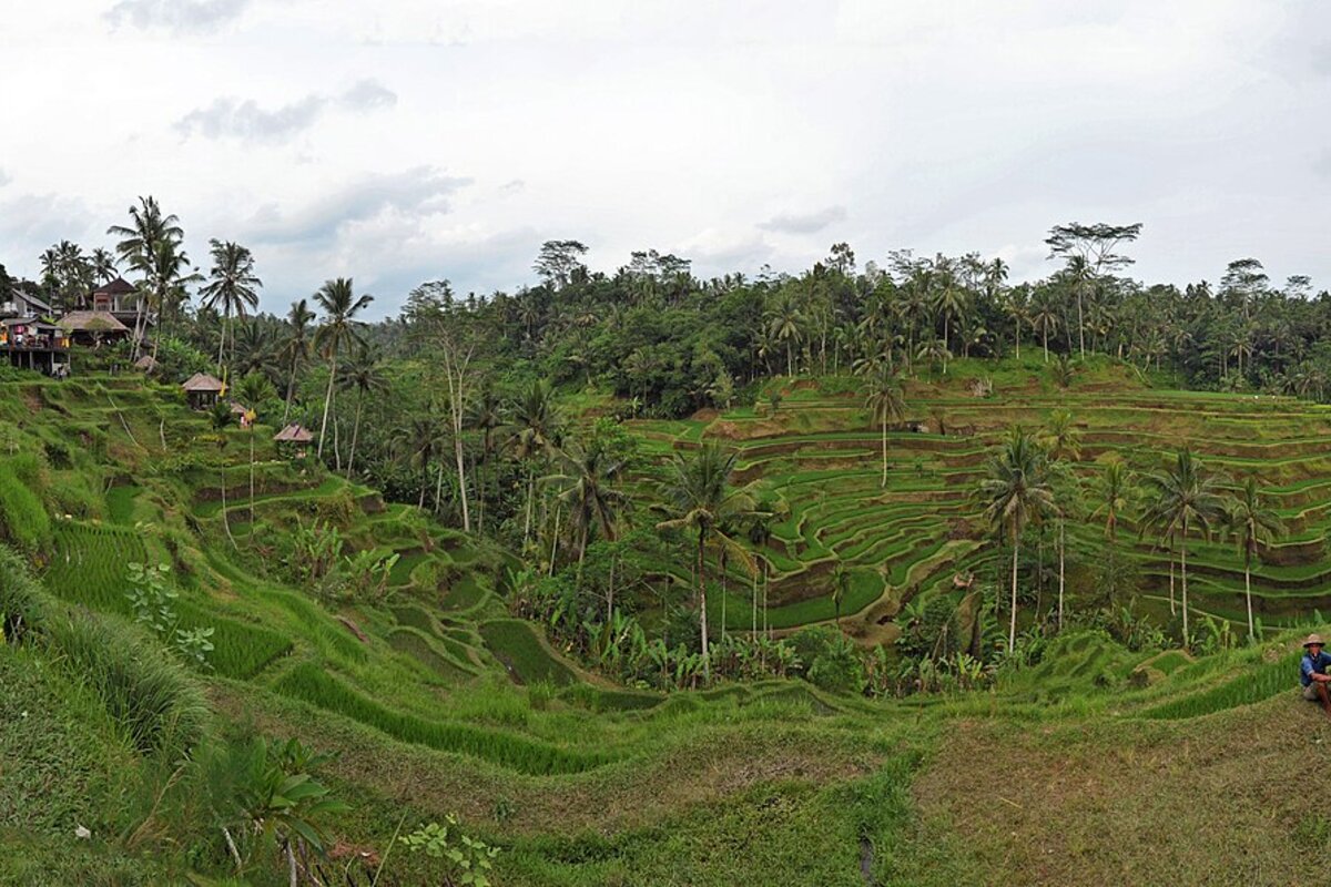Tegalalang Rice Terrace Ubud Bali — bali tour from mumbai