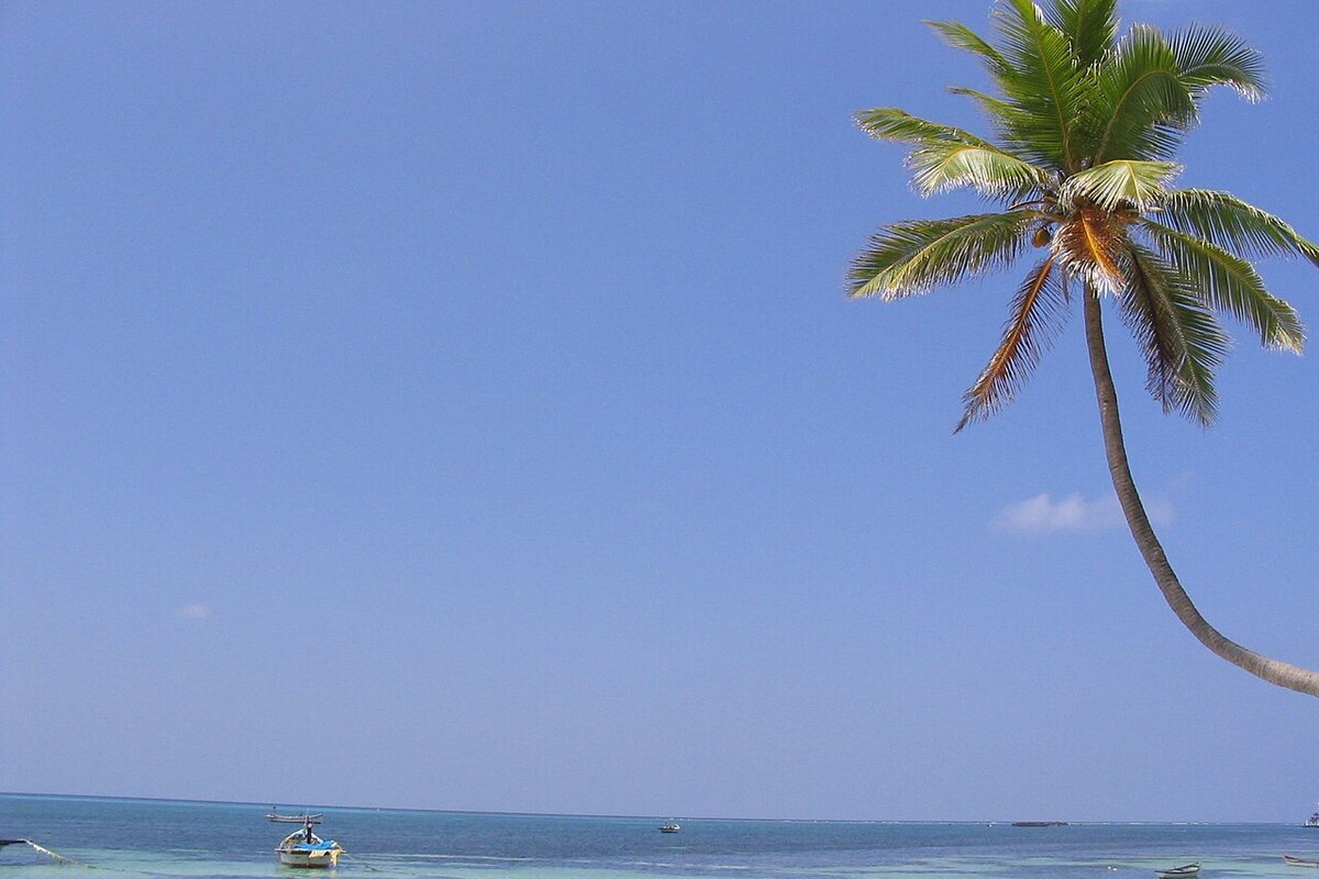 Kavaratti beach Lakshadweep palm shore