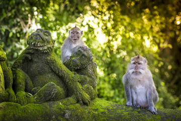 Two monkeys sitting on a moss-covered monkey statue surrounded by lush green foliage, capturing the serene and natural ambiance.