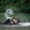 A Morning with the Elephants
