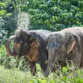 An Afternoon with Elephants