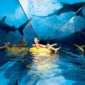 Atlantis Aquaventure + Lost Chambers - Ticket with Transfers