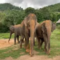 Discovery Samui Island with Elephant Care Camp - Full-Day Tour