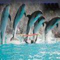 Dubai Dolphinarium Dolphin Show - Ticket with Transfers