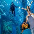 Dubai Mall Aquarium and Penguin Cove – Ticket with Sharing Transfers