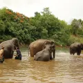 Elephant Experience in Kanchanaburi - From Bangkok
