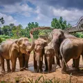 Elephant Kingdom Experience