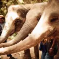 Ethic Elephant Sanctuary - Half-Day Tour