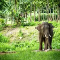 Hilltribe Trek, Elephants and Rafting