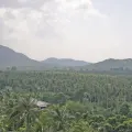 Jeep Jungle Safari