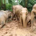 Koh Samui Elephant Sanctuary, Hin Ta Hin Yai and Silver Beach - Private Tour
