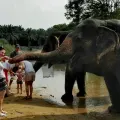 Krabi Elephant Care - Half-Day Tour