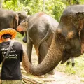 Phuket Elephant Sanctuary, Wat Chalong and Nai Harn Beach – Private Full-Day Tour