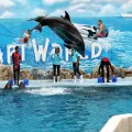 Safari World Bangkok with Marine Park and International Lunch - Full-Day Tour with Hotel transfer