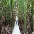 See Lungs of Bangkok with an Oasis of Green Forest and Fresh Market - Private Tour