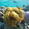 Similan Islands Phuket