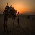Sunset Camel Trekking With BBQ Dinner