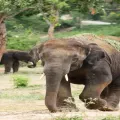 Visit Pattaya Elephant Sanctuary - Half-Day Tour