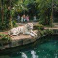 Singapore Wildlife Discovery - 3 Nights 4 Days Zoo & Night Safari Package