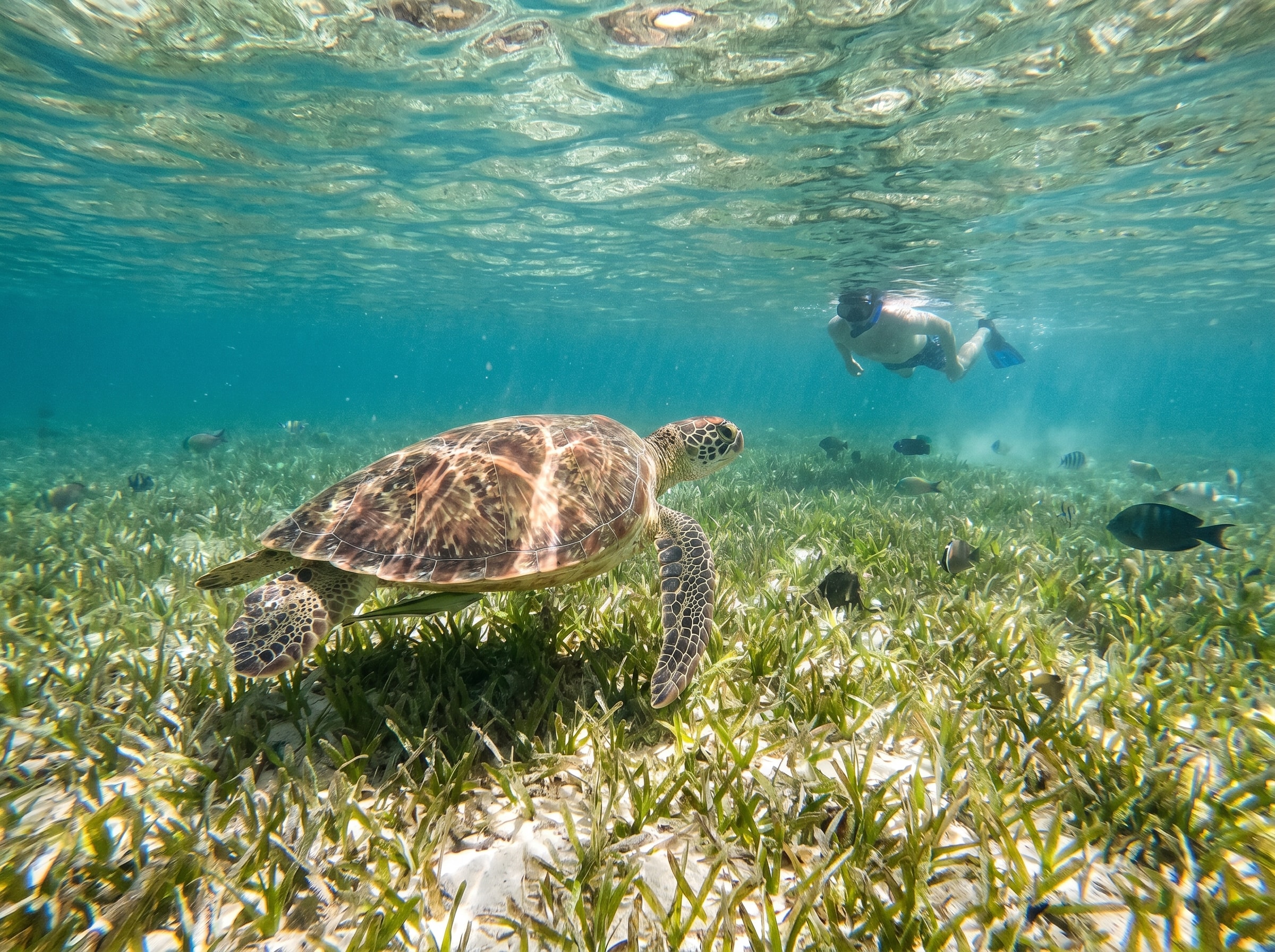 Turtle Snorkeling Safari
