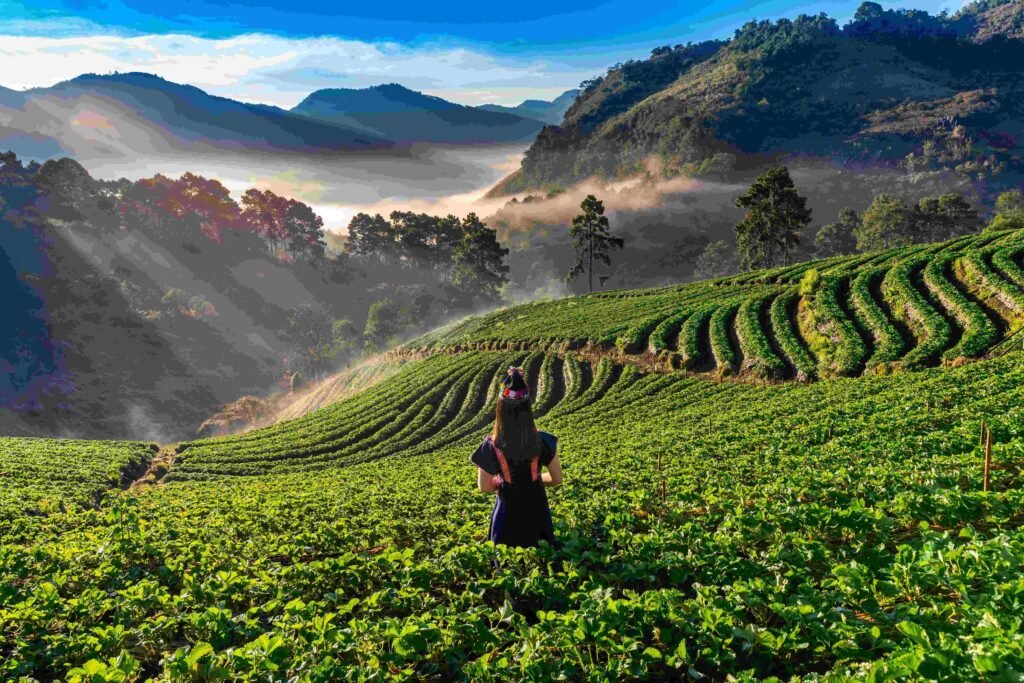 <a href="https://www.freepik.com/free-photo/woman-wearing-hill-tribe-dress-strawberry-garden-doi-ang-khang-chiang-mai-thailand_13180448.htm#fromView=search&page=1&position=5&uuid=dc93698c-7a6c-464e-b415-4e6c4e8603fe">Image by tawatchai07 on Freepik</a>